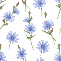 Obraz premium Watercolor chicory flowers with buds and stems, delicate blue petals, botanical illustration isolated on white background