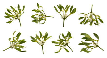 Mistletoe branches with white berries png transparent