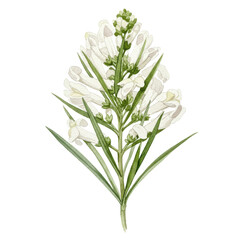 Fototapeta premium Delicate watercolor depiction of a white snapdragon flower with detailed green leaves isolated on white background