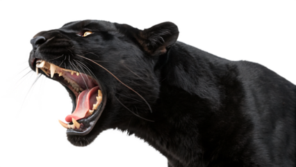 Fierce black panther roaring and displaying sharp teeth cut out on PNG. AI GENERATED.
