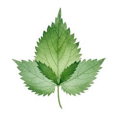Fototapeta premium Detailed watercolor illustration of a green leaf with serrated edges isolated on white background