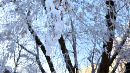 The branches were covered with a layer of frost. Severe frost froze trees.