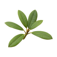 Obraz premium A single green leaf png transparent