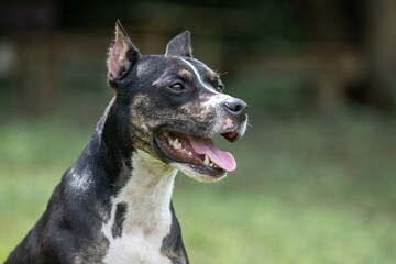 Black and white dog sitting on green grass, looking alert and curious, surrounded by a natural outdoor environment, showcasing the beauty of canine companionship