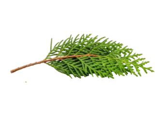 A single green pine branch with needles png transparent
