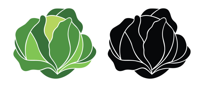 Cabbage icon vector design. Fresh green cabbage symbol. Silhouette of cabbage, vegetable vector illustration.