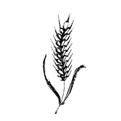 Hand drawn cereal wheat oat rye barley rice ears spikelet clipart Organic wheat bread agriculture farming harvest healthy food Single element for print packaging label design decor