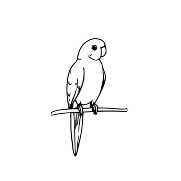 Minimalist black line art parrot bird illustration with clean, elegant outline isolated on white background. Ideal for stickers, logos, prints, and modern digital designs.