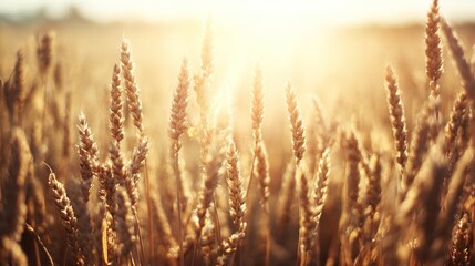 Obraz premium august. Golden wheat field swaying in gentle breeze under warm August sunlight. travel magazines, destination branding, designed for outdoor magazines and nature guides, used by product managers.