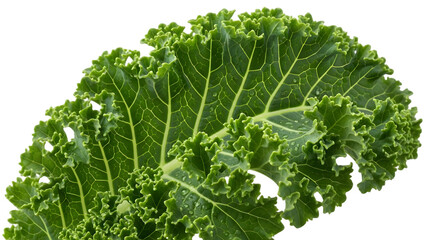 Fresh green kale leaf close up detail isolated on transparent background