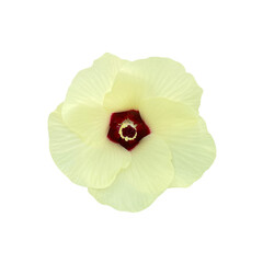 poppy flower on white background,white flower isolate.