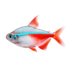 Obraz premium Colorful fresh fish with vibrant colors swimming in clear water showcasing aquatic beauty and diversity