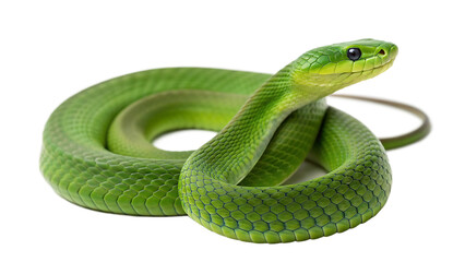 Fototapeta premium Vibrant green snake isolated cut out on PNG on white background. AI GENERATED. 