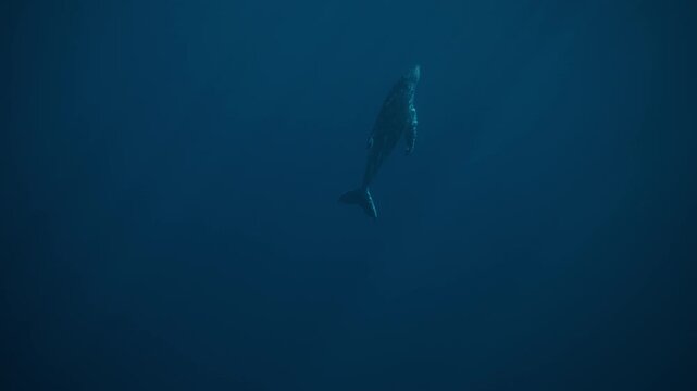 Whale drifting midwater, barely lit except for soft blue gradients