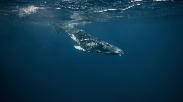 Whale swimming horizontally past camera with clear texture and smooth movement