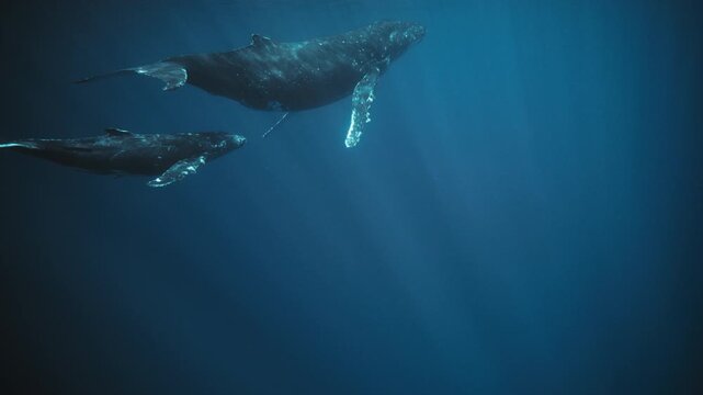 Whales drifting through faint, atmospheric sunbeams