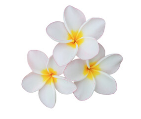 Plumeria or Frangipani or Temple tree flower. Close up white-yellow plumeria flowers bouquet isolated on transparent background © Tonpong