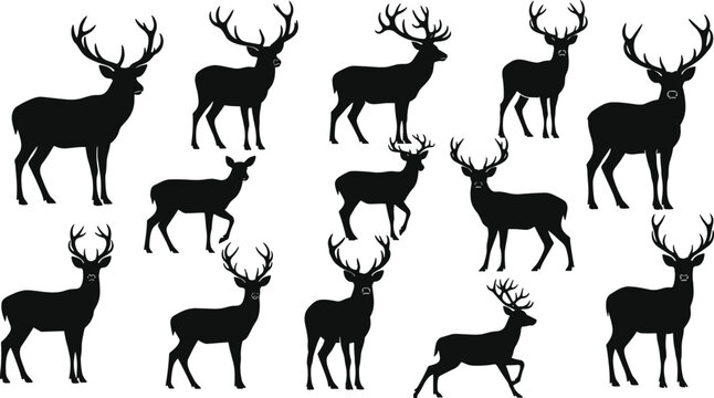 Set of black silhouettes of wild deer and stags with antlers, standing and walking poses, isolated on white background for nature design.
