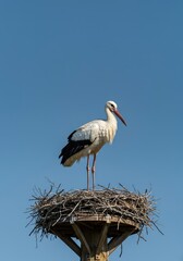 Fototapeta premium A large white stork with black wing feathers standing majestically on a high nest, symbolizing the arrival of spring and new beginnings ,symbol ,nature ,feathers