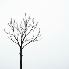 Obraz premium A solitary, bare, and twisted branch of a dead tree stands starkly against a bright, empty background, emphasizing vulnerability and minimalism ,tree ,contrast ,solitary