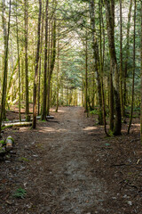 Intense green forest trail with natural lighting and gravel floor Stawamus Chief Provincial Park Squamish, British Columbia, Canada
