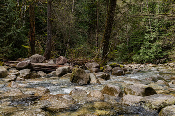 Intense green forest with natural lighting and Shannon Creek Stawamus Chief Provincial Park Squamish, British Columbia, Canada