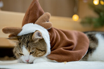 scottish tabby cat in christmas theme cloth during play with new year gift and christmas tree