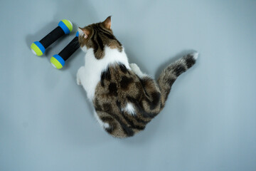 top view scottish cat workout with dumbbell on gray background