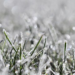 Green grass blades covered in sparkly hoarfrost on a cold winter morning, with shimmering bokeh background