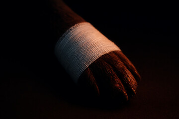 Veterinary Paw Bandage Indicating Post-Treatment Care Within Professional Animal Health Management Services