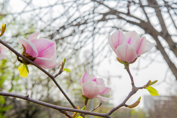 Very beautifully blooming magnolia in spring. High quality photo