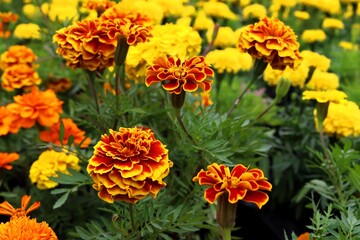 Sparky French Marigold flowers in a garden