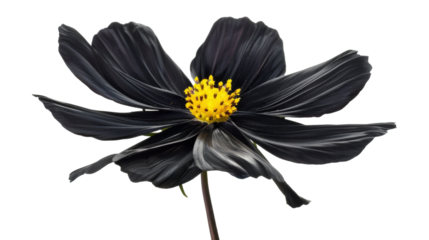 Black Flower with Water Droplets on White Background