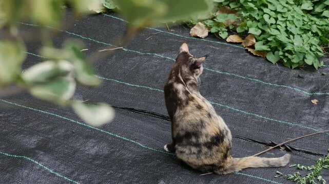 Calico Cat Sitting on Black Ground Cloth: Adorable Tricolor Feline Outdoor in Garden Looking at Camera