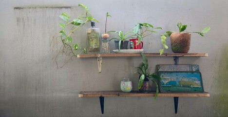 Interior design of living room with green houseplants on shelf