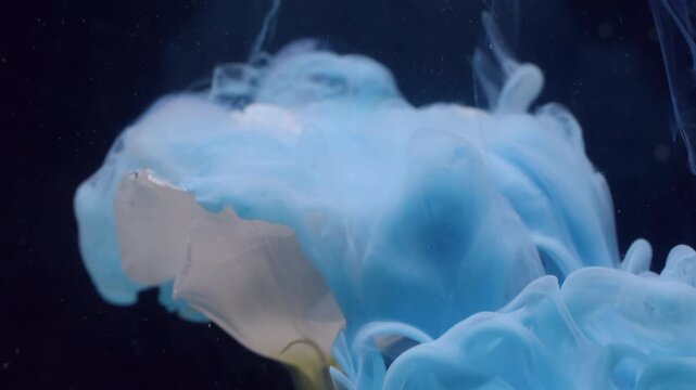 Smoke blossom. Floral ink background. Defocused blue white color eustoma flower plant water mist splash spreading on tropical art abstraction.