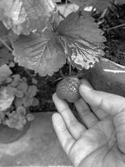 Closeup view of sweet strawbery fresh from in the garden.