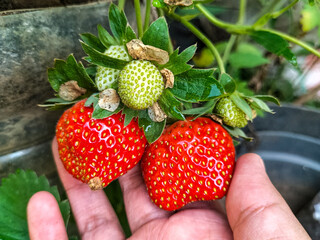 Closeup view of sweet strawbery fresh from in the garden.