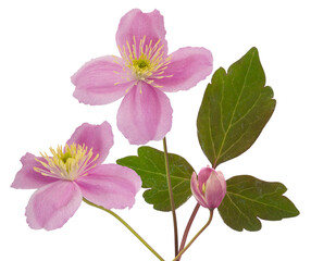 Obraz premium two delicate pink clematis blossoms with fresh green leaves and a bud, beautifully isolated on a dark background.