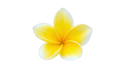 Yellow Plumeria Flower Isolated on White