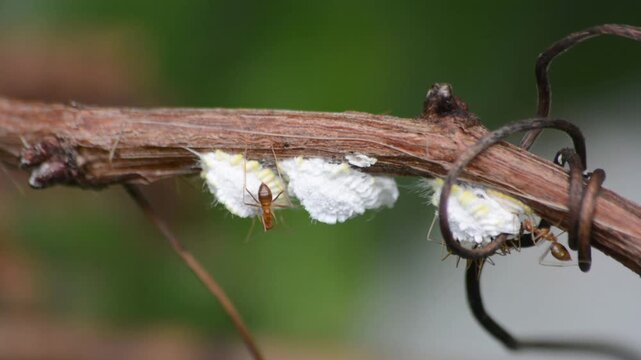 Macro Close-up of Red Ants Tending to White Mealybugs (Scale Insects) on a Dry Brown Vine, Symbiotic Pest Relationship