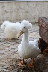 White crested duck stands sandy ground, showcasing its distinctive feathery head. This elegant bird appears curious, attentively observing its surroundings. creature displays calm and serene