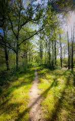 Fototapeta premium A peaceful and tranquil forest pathway, bathed in warm sunlight, surrounded by lush greenery and tall, majestic trees
