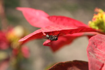 Calliphora vomitoria, Chrysomya megacephala or the blue bottle fly on the anther of poinsettia plant (Euphorbia pulcherrima) 