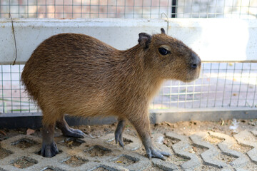 Curious capybara, large brown rodent, stands calmly in an outdoor enclosure. An adorable mammal with reddish brown fur observes its surroundings with gentle and observant expression