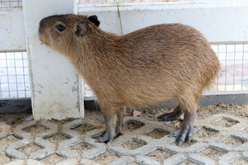 Young capybara stands alert inside an outdoor enclosure, its brown fur visible. curious rodent,...