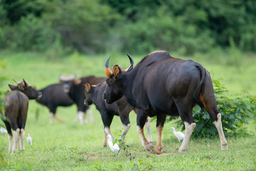 The wild gaur, roaming strong and free in its natural kingdom