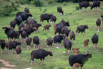 The wild gaur, roaming strong and free in its natural kingdom