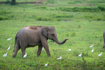 The Asian elephant thrives in the wild, surrounded by an abundance of natural food