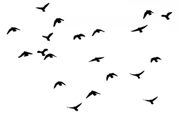 Silhouette of a flock of bird...